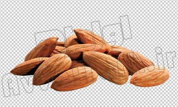 عکس png مغز