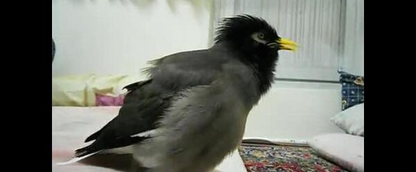 عکس مینا سخنگو