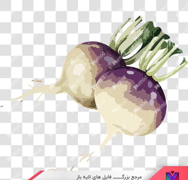 عکس شلغم وکتور