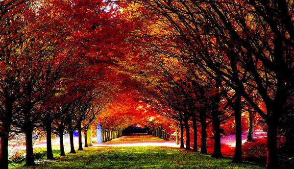 عکس پاییز برای تصویر زمینه