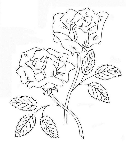 عکس خام گل