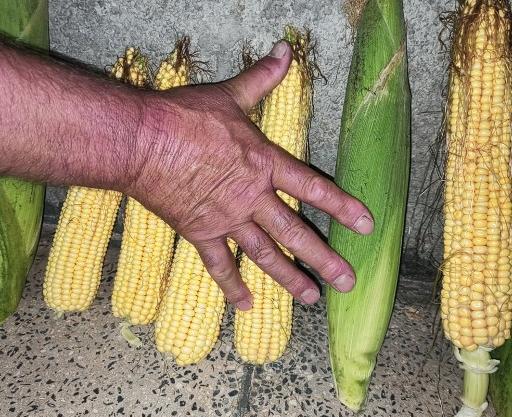 عکس ذرت آمریکایی