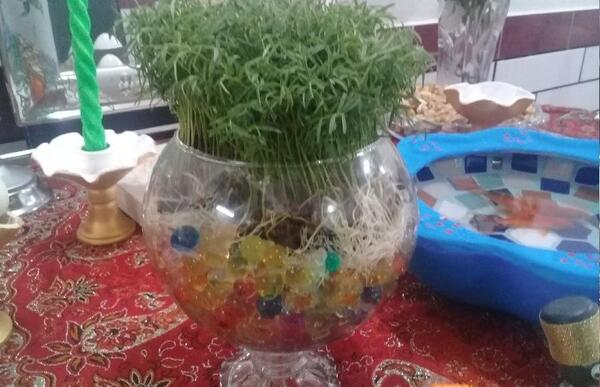 عکس سبزه با خاک ژله ای