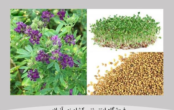عکس میوه یونجه