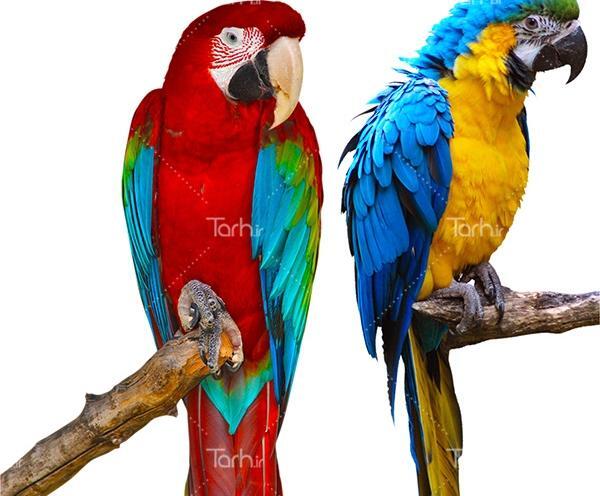 عکس طوطی با کیفیت