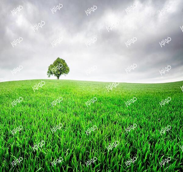 عکس با کیفیت چمنزار