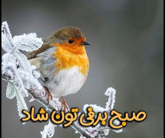 عکس صبح بخیر پرندگان