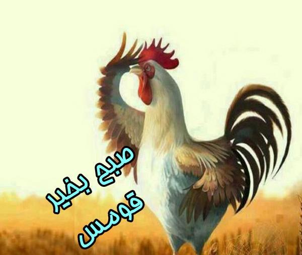 عکس صبح بخیر پرندگان