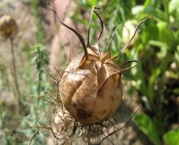 عکس مزرعه سیاه دانه