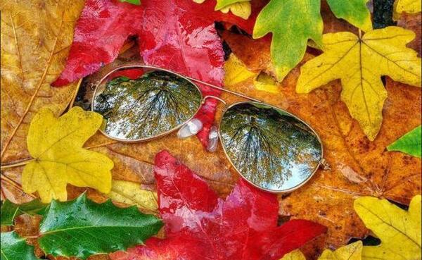عکس برگ فصل پاییز