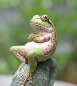 عکس قورباغه ایستاده