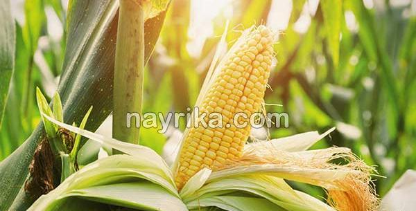 عکس گیاه ذرت مکزیکی