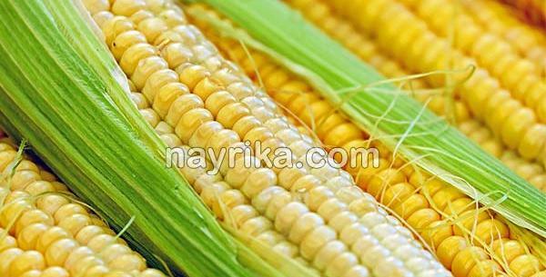 عکس گیاه ذرت مکزیکی