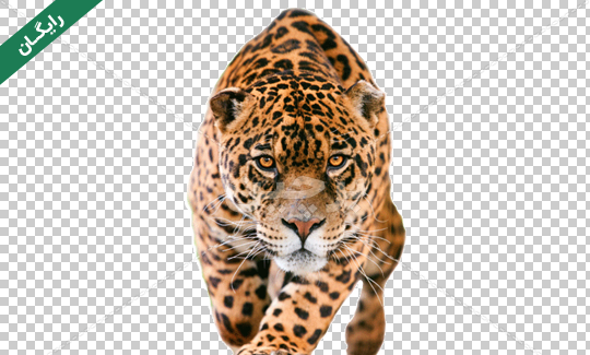 عکس png رایگان
