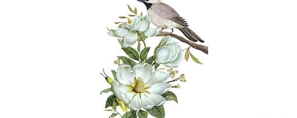 عکس png رایگان