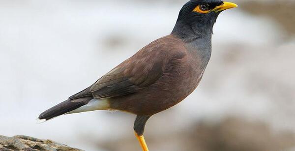 عکس مینا