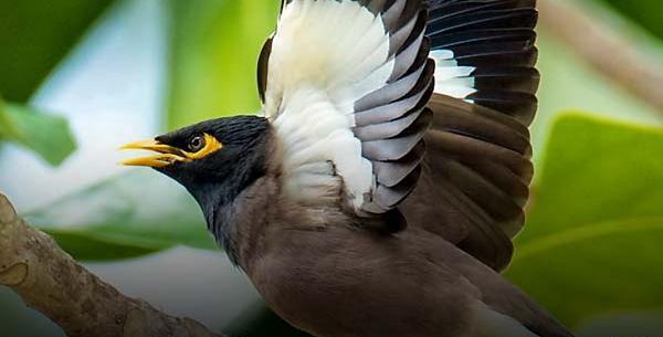 عکس مینا