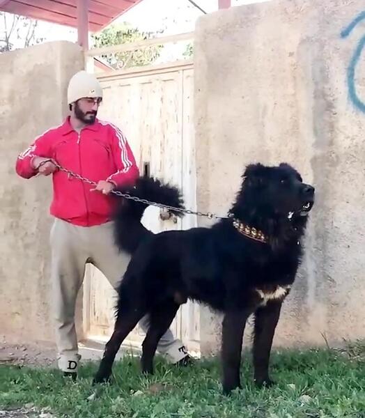 عکس سگ سرابی سیاه
