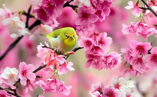 عکس بک گراند فصل بهار
