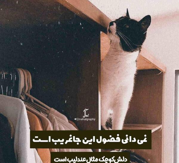 عکس پروفایل دوست فضول