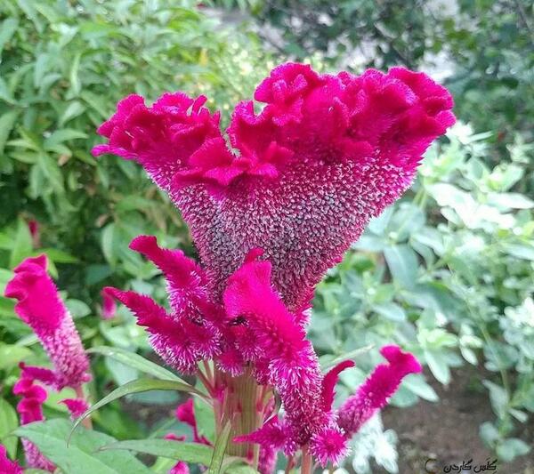 عکس تاج خروس