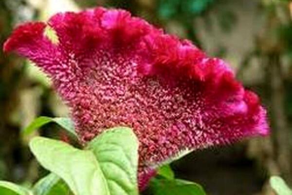 عکس تاج خروس
