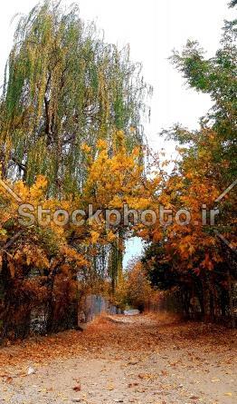 عکس پاییز مریوان