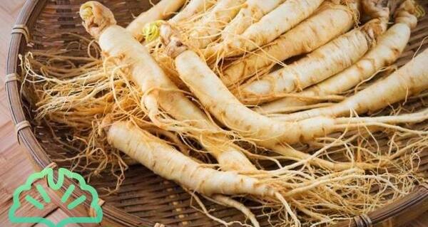 عکس گیاه جین جیلین
