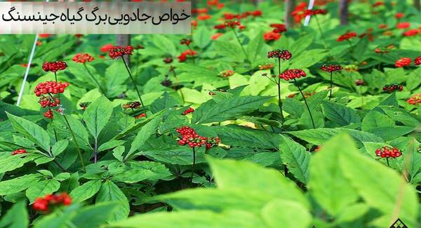 عکس گیاه جین جیلین