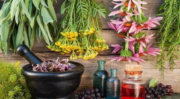 عکس گیاه جین جیلین