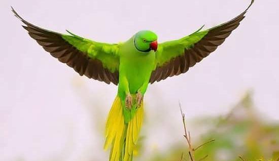 عکس پرنده درحال پرواز