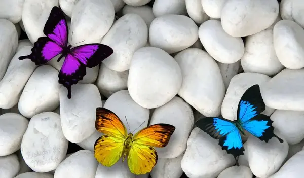 عکس پروانه زیبا نشسته روی گل