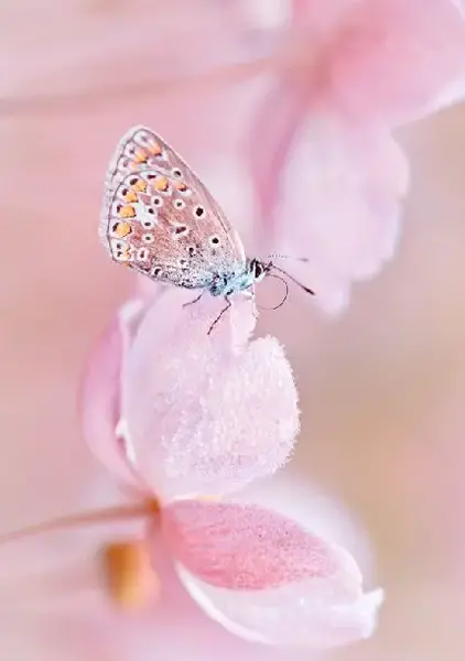 عکس پروانه زیبا نشسته روی گل