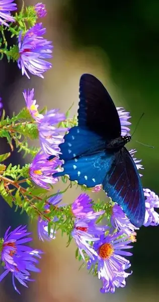 عکس پروانه زیبا نشسته روی گل