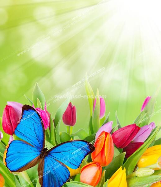 عکس پروانه زیبا نشسته روی گل
