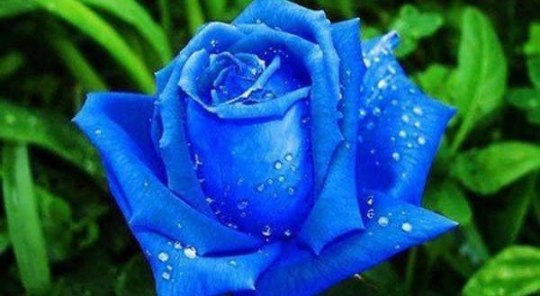 عکس گل زیبا برای پروفایل آبی