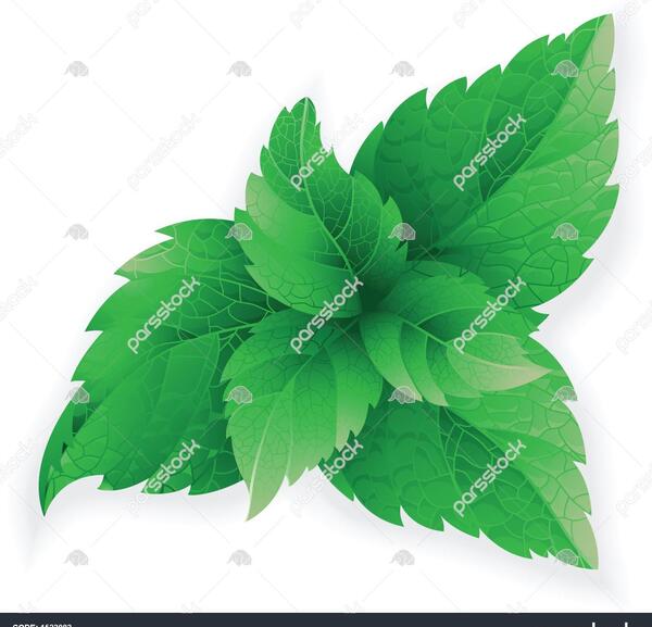 عکس لایه باز نعناع