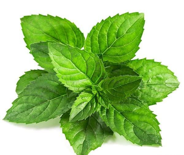 عکس لایه باز نعناع
