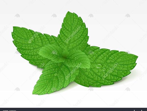 عکس لایه باز نعناع
