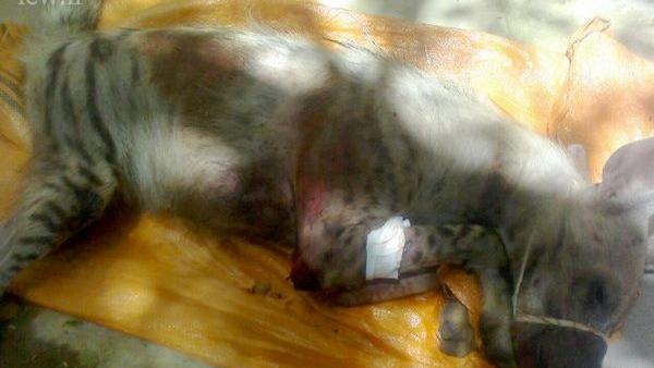 عکس جنی که در مسجدسلیمان کشته شده