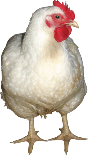 عکس png جوجه