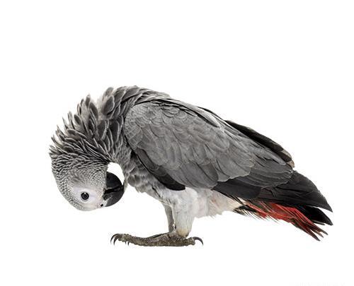 عکس png جوجه