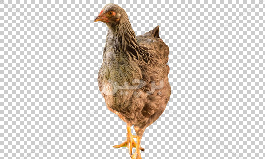 عکس png جوجه