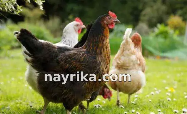 عکس مرغ نشسته