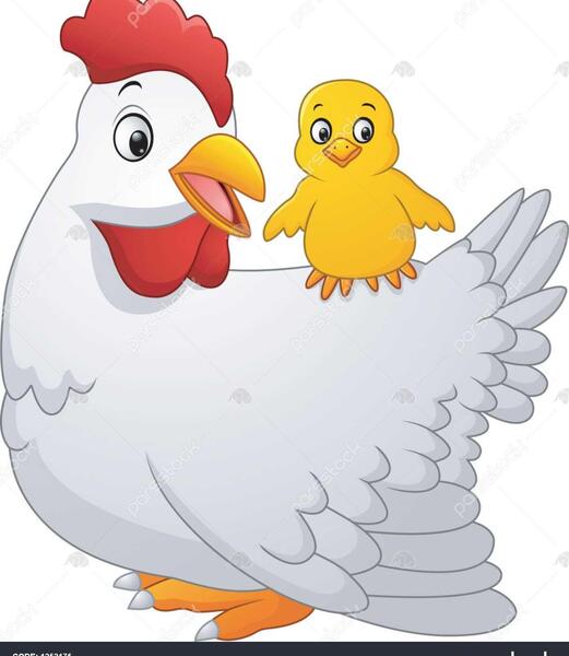 عکس مرغ نشسته