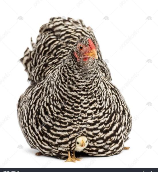 عکس مرغ نشسته