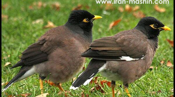 عکس زبان مینا
