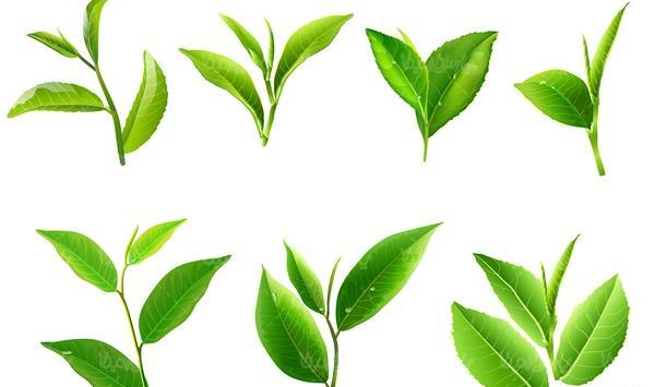 عکس دانلود وکتور برگ
