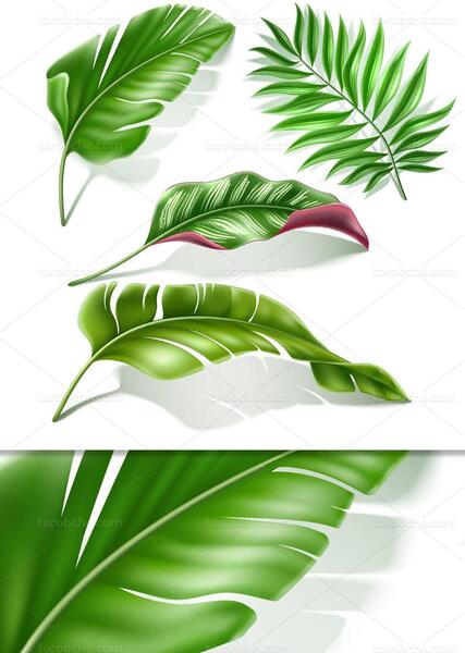 عکس دانلود وکتور برگ