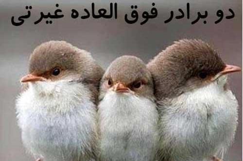 عکس پروفایل دو برادر و یک خواهر